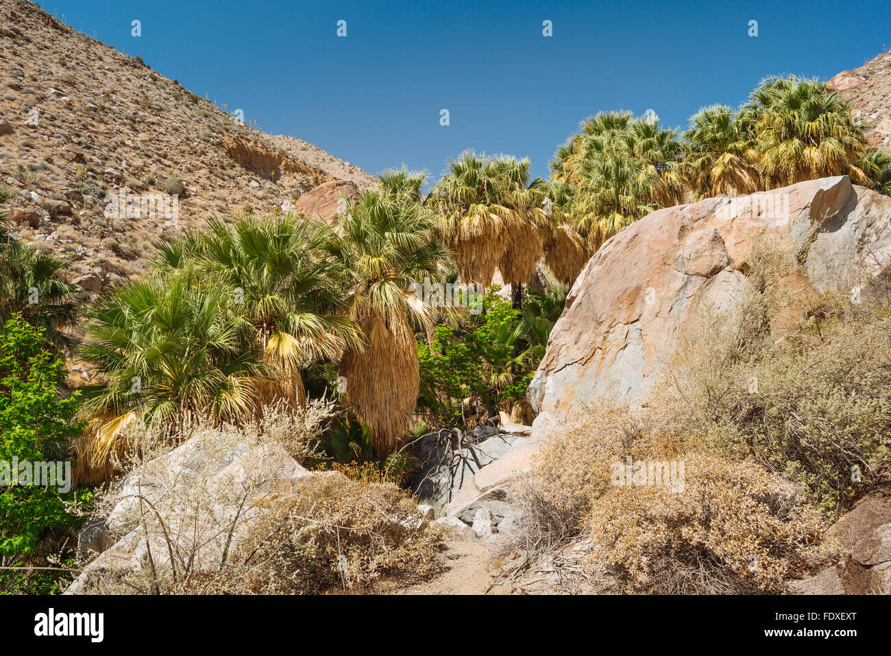 Une fan palm oasis en Canyon Hellhole, Anza-Borrego Desert State Park, Californie Banque D'Images