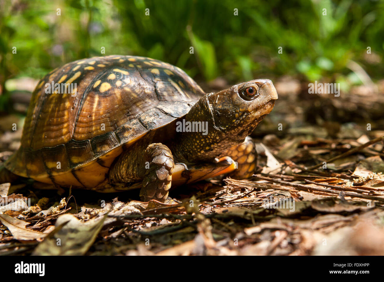 Gulf Coast Box Turtle Banque D'Images