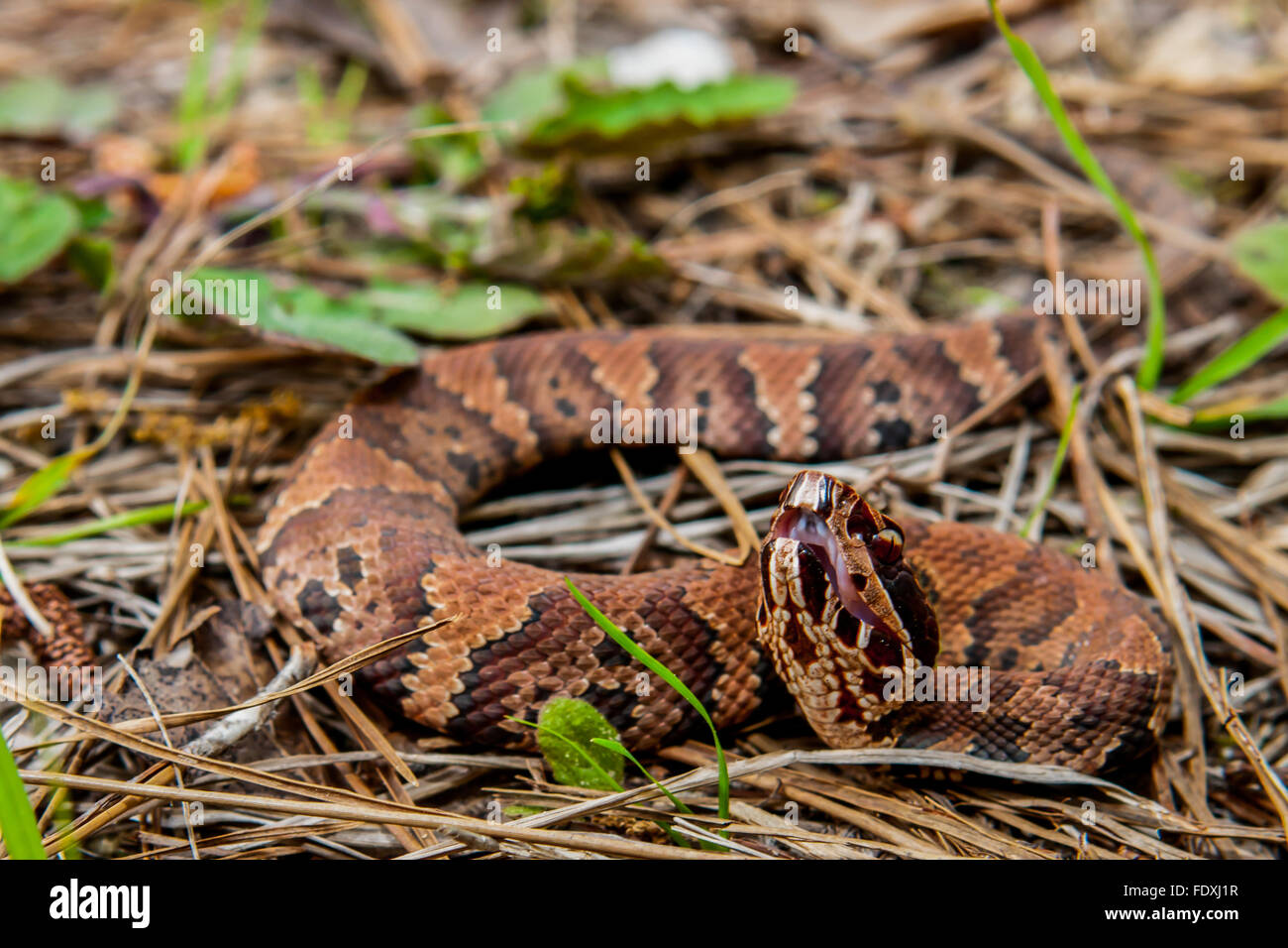 Cottonmouth Snake Banque D'Images
