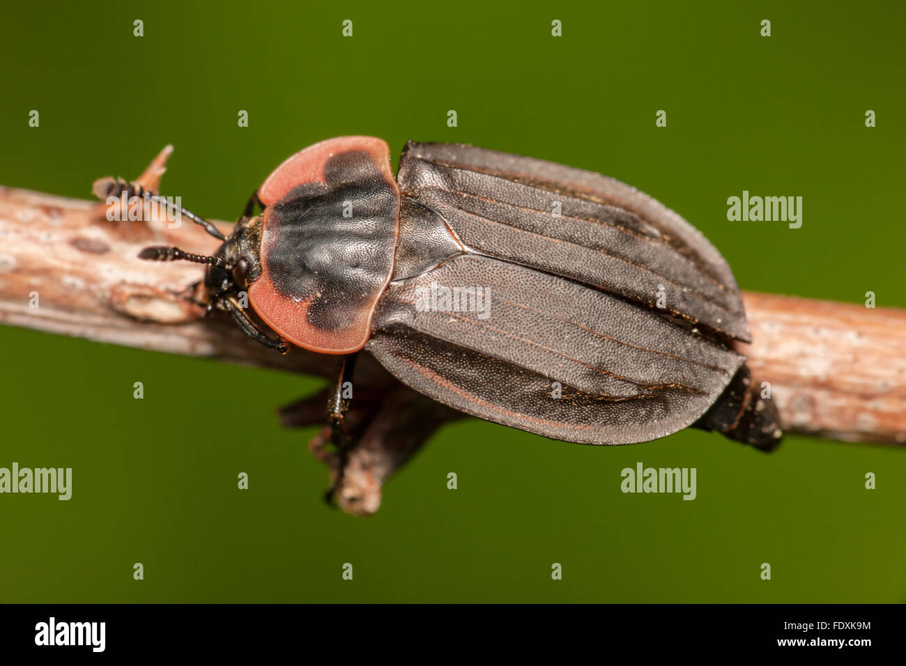 Chat Carrion Beetle (Oiceoptoma noveboracense) Banque D'Images