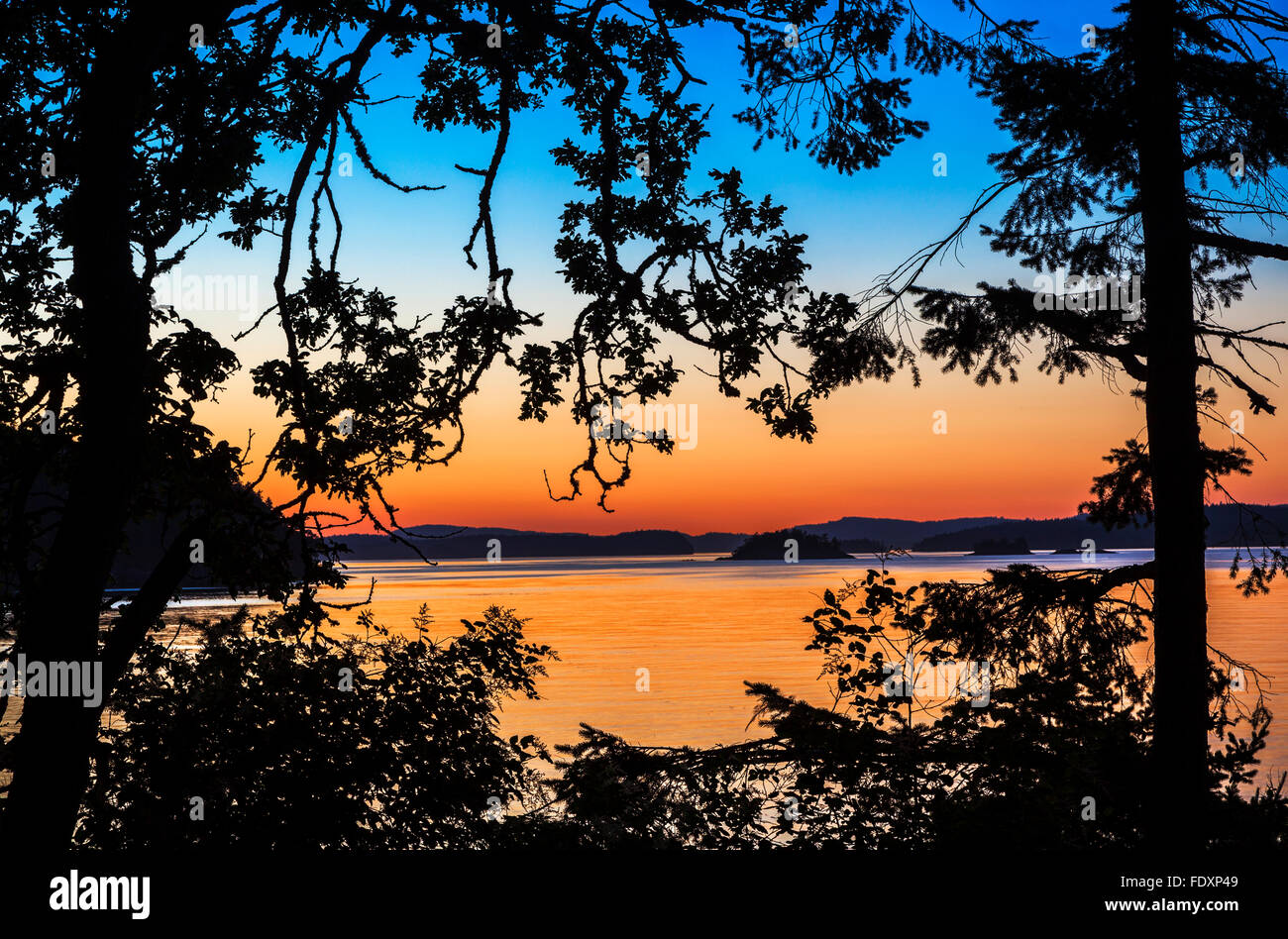 L'île de Saltspring (Colombie-Britannique) : pins silhouetté au crépuscule sur Beaver Point avec le chenal Swanson dans l'arrière-plan, Ruck Banque D'Images