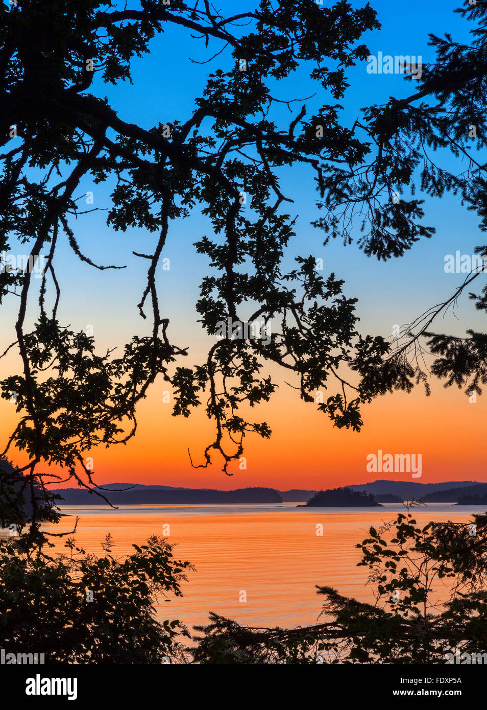 L'île de Saltspring (Colombie-Britannique) : pins silhouetté au crépuscule sur Beaver Point avec le chenal Swanson dans l'arrière-plan, Ruck Banque D'Images