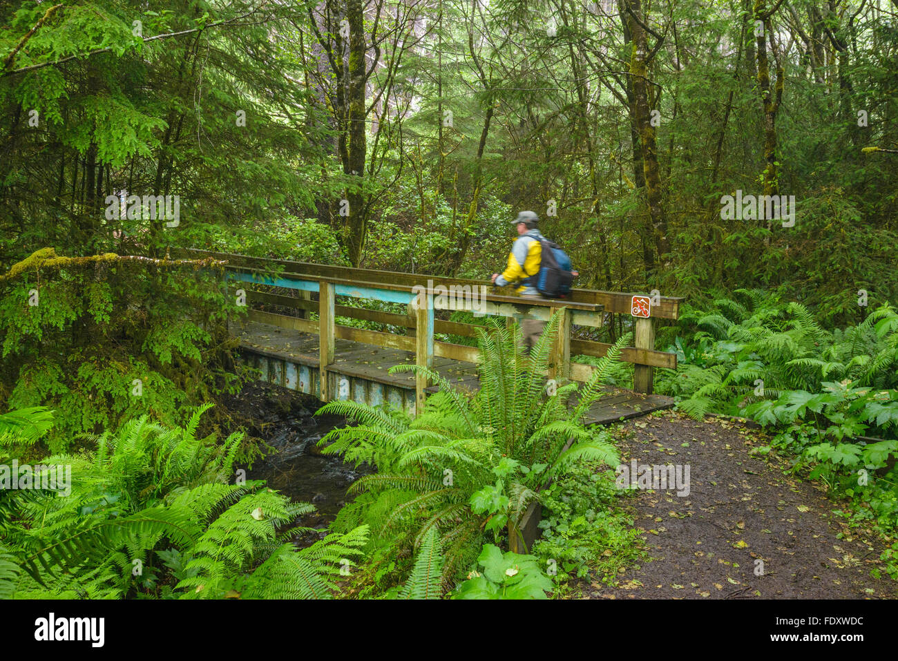 Côte de l'Oregon Trail à Gwynne Creek près de Cape Perpetua, côte de l'Oregon. Banque D'Images