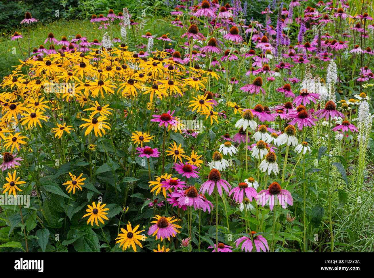 Southwest Harbor, Maine : jardins et des sentiers dans le parc et Charlotte Rhoades Butterfly Garden : rudbeckia, d' Banque D'Images