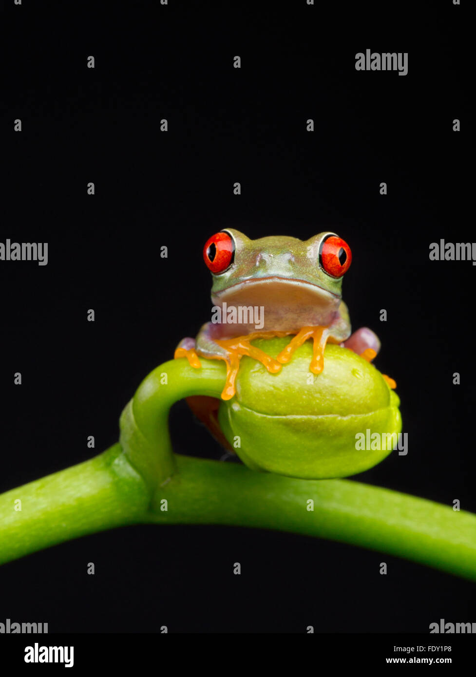 Red eyed Tree Frog Baby Banque D'Images