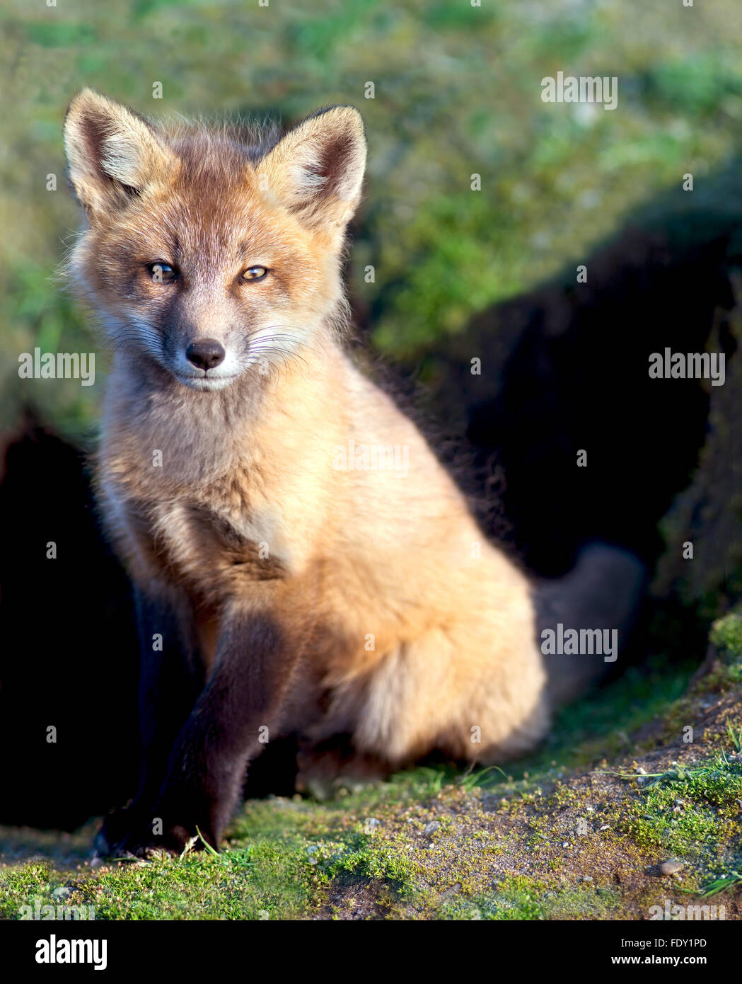 Les jeunes Fox Sitting Banque D'Images