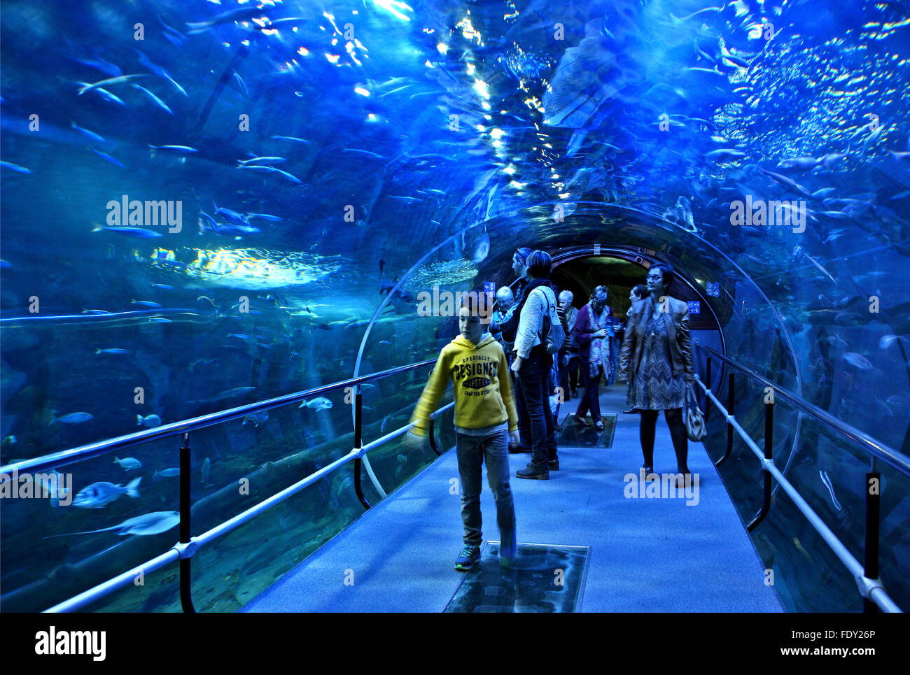 Dans l'Aquarium de San Sebastian (Donostia), Pays Basque, Espagne. Banque D'Images