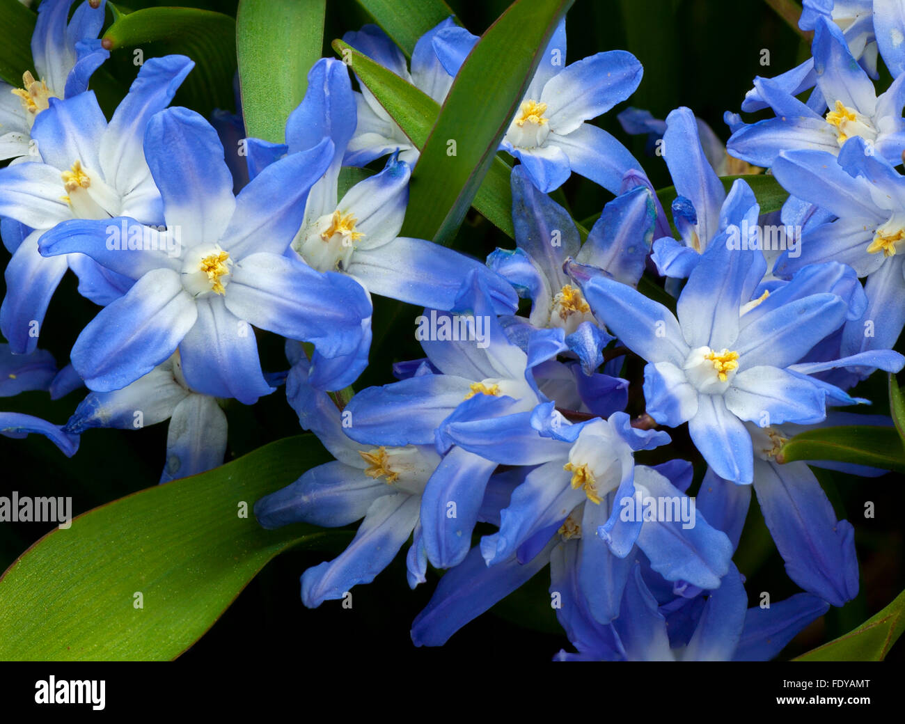 Détail de gloire de la neige (Chionodoxa luciliae) une fleur au début du printemps Banque D'Images