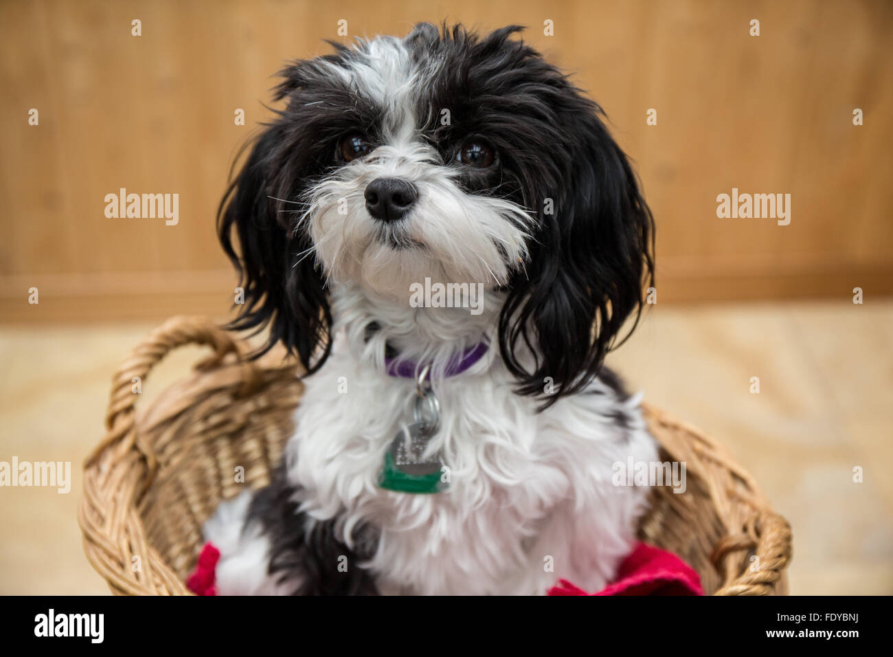 Maltipoo puppy 'Amy' assis dans un panier à Seattle, Washington, USA. Banque D'Images