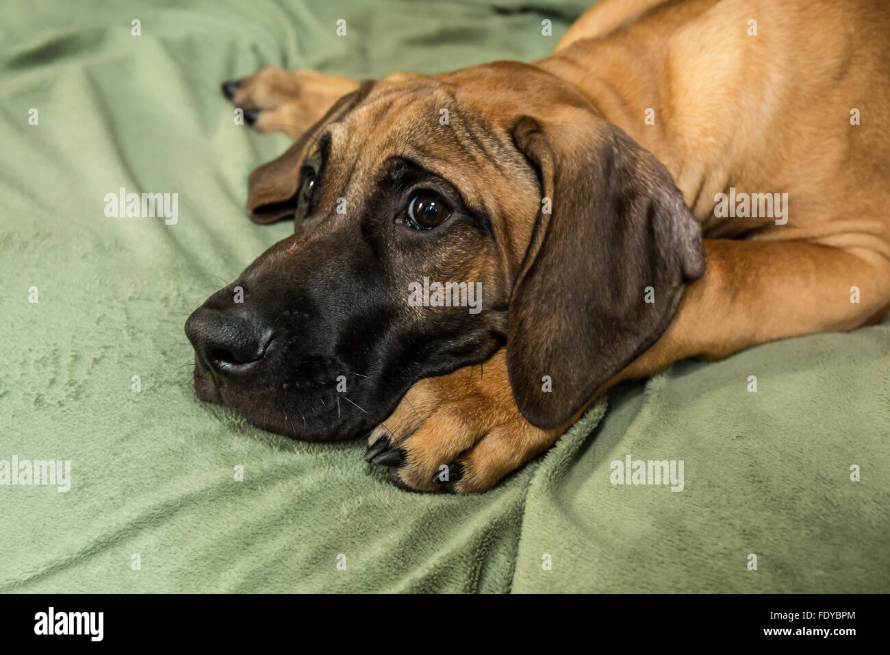Quatre mois Rhodesian Ridgeback puppy, Ted, couchée sur un canapé dans Issaquah, Washington, USA Banque D'Images Quatre mois Rhodesian Ridgeback puppy, Ted, couchée sur un canapé dans Issaquah, Washington, USA Banque D'Images