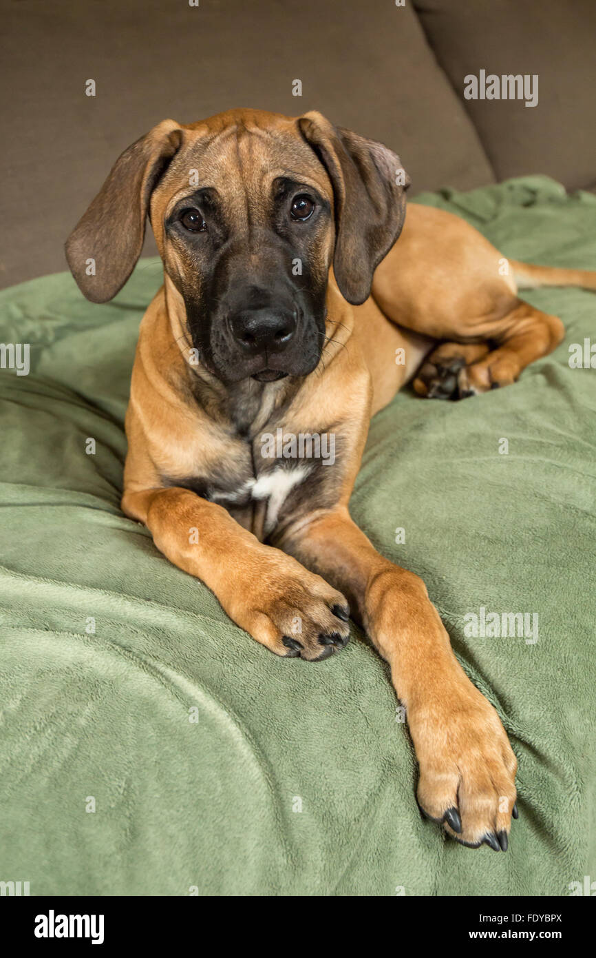 Quatre mois Rhodesian Ridgeback puppy, Ted, couchée sur un canapé dans Issaquah, Washington, USA Banque D'Images Quatre mois Rhodesian Ridgeback puppy, Ted, couchée sur un canapé dans Issaquah, Washington, USA Banque D'Images