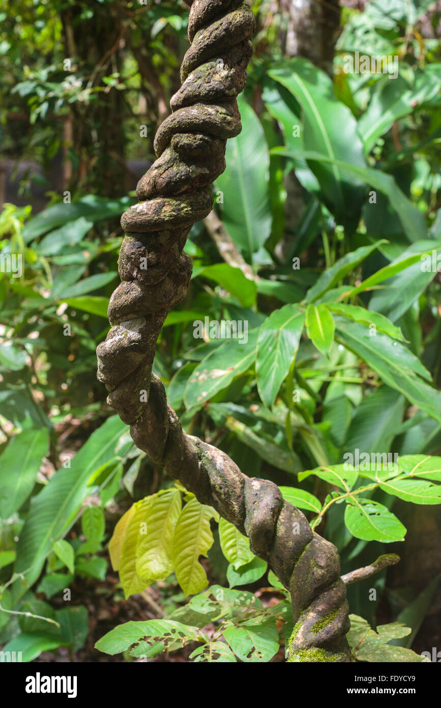 La vigne ayahuasca, Banisteriopsis caapi, est une médecine traditionnelle qui pousse dans la jungle amazonienne du Pérou et de spirales comme l'ADN Banque D'Images