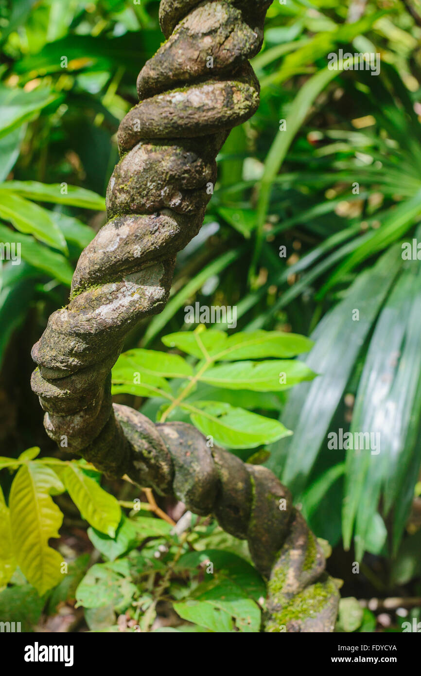 La vigne ayahuasca, Banisteriopsis caapi, est une médecine traditionnelle qui pousse dans la jungle amazonienne du Pérou et de spirales comme l'adn Banque D'Images
