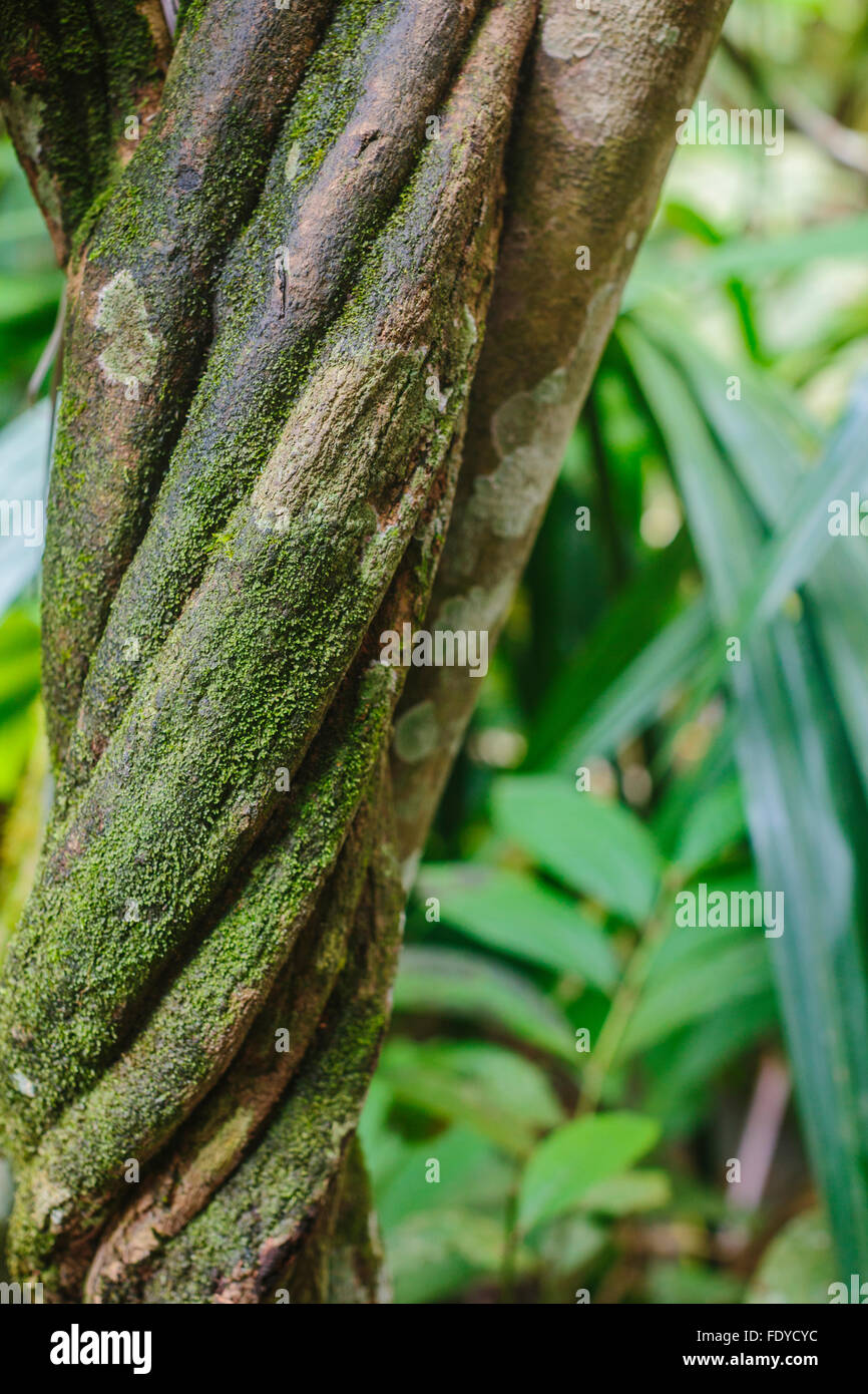 La vigne ayahuasca, Banisteriopsis caapi, est une médecine traditionnelle qui pousse dans la jungle amazonienne du Pérou et de spirales comme l'adn Banque D'Images