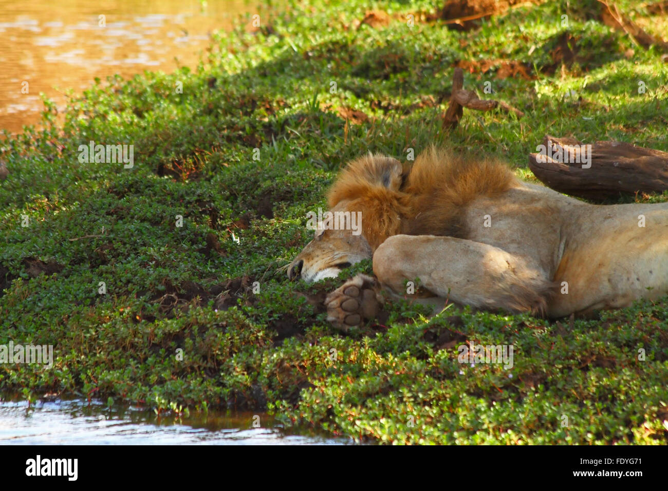 Un lion paresseux dort à côté d'une rivière Banque D'Images