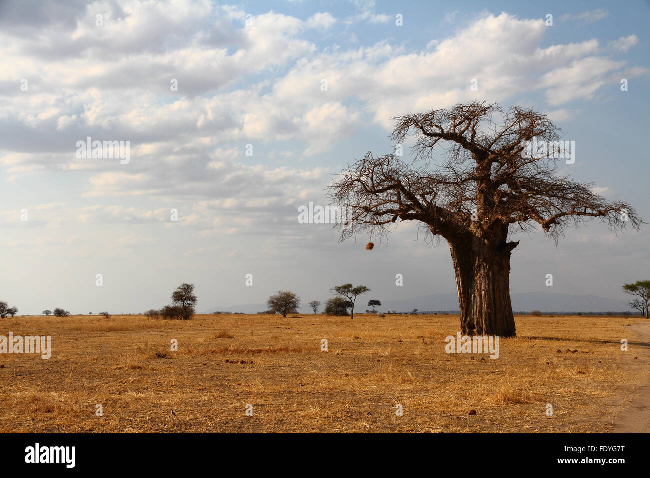 Un baobab solitaire se dresse contre la savane africaine Banque D'Images