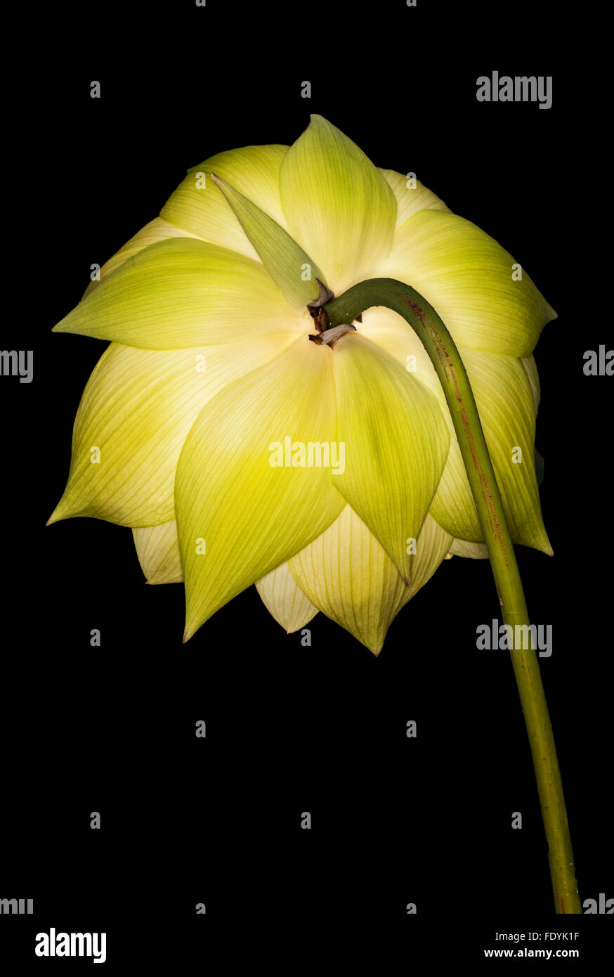 L'Nymphaeaceae sont aquatiques, herbes rhizomateuse .Les membres de cette famille sont communément appelés nénuphars Banque D'Images