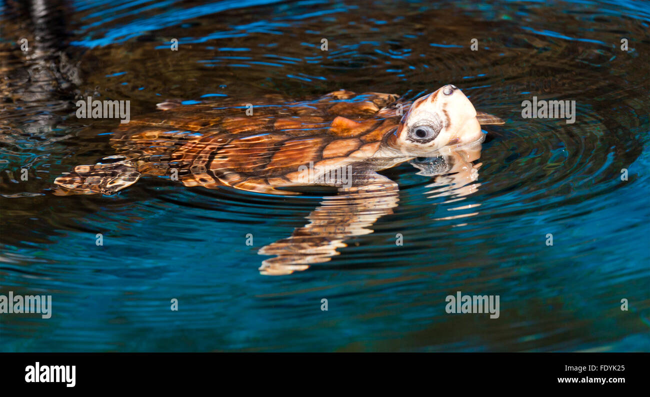La tortue caouanne, ou, s'agit d'une tortue océanique distribué à travers le monde. C'est un reptile marin, belongi Banque D'Images