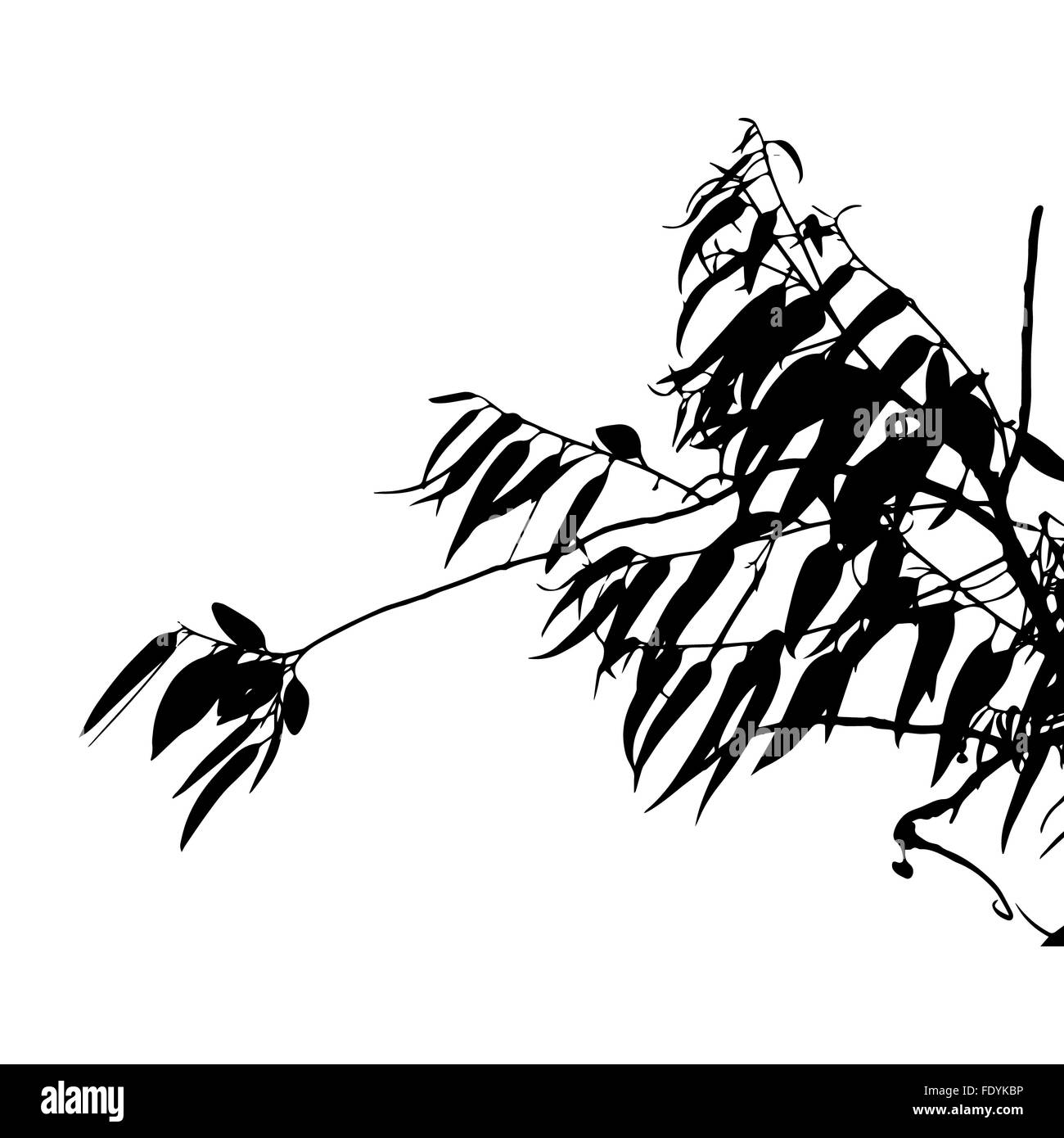 La silhouette des arbres d'eucalyptus Banque D'Images