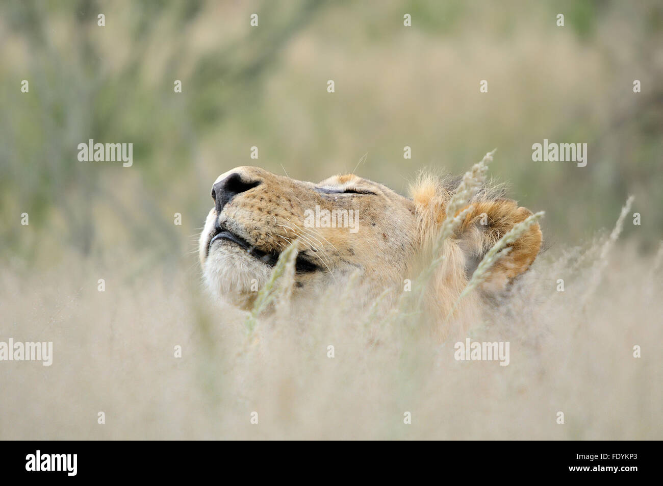 Lion mâle se cacher dans l'herbe le parc transfrontalier de Kgalagadi. Banque D'Images