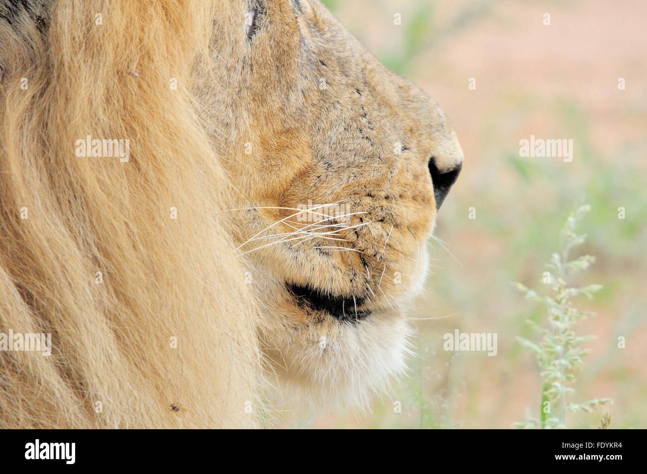 Gros plan du visage d'un homme lion dans le parc transfrontalier de Kgalagadi Banque D'Images
