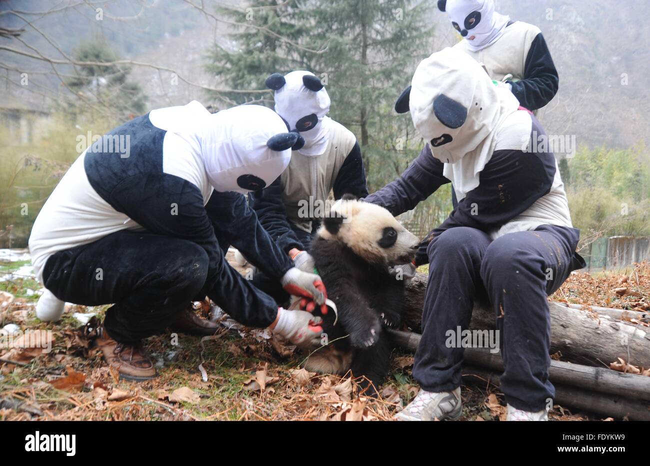 Chengdu 3 16 Les Membres Du Personnel Habilles En Costumes De Panda Faire Un Examen Physique Sur Bebe Panda Geant A Hetaoping Xinnier La Formation Sur Le Terrain Dans La Base De Chengdu 3 16 Les Membres Du Personnel Habilles En Costumes De Panda Faire Un Examen Physique Sur Bebe Panda Geant A Hetaoping Xinnier La Formation Sur Le Terrain Dans La Base De