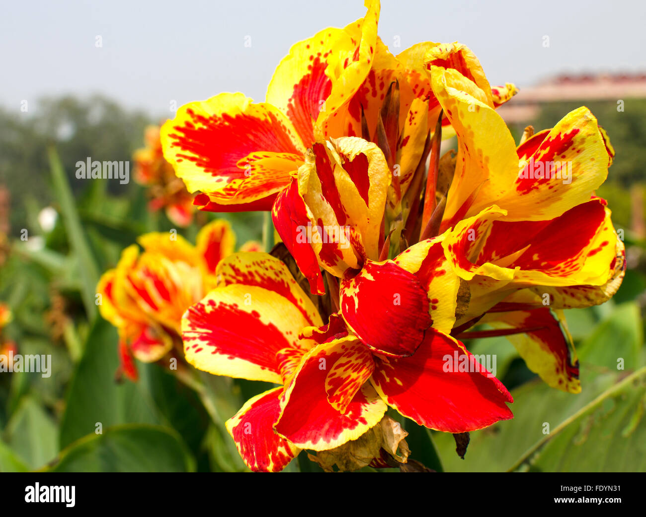 Belle fleur tropicale de Cannes de couleur jaune-rouge ,belle fleur tropicale de Cannes de couleur jaune-rouge,flower,scieries Banque D'Images