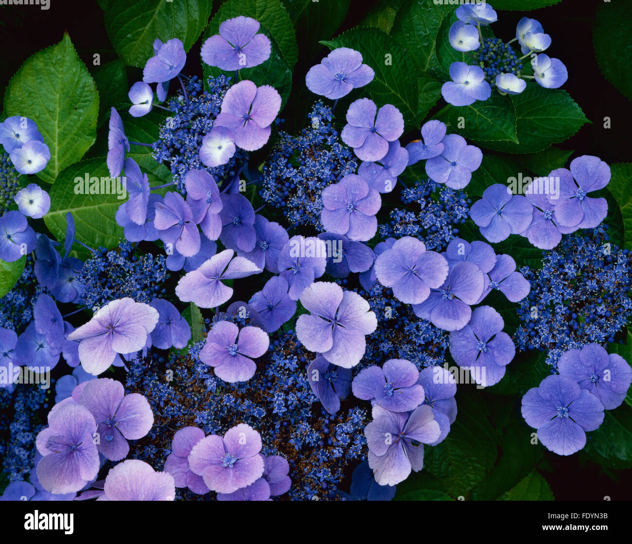 Vashon Island, WA détail de fleurs d'hortensia lacecap bleu (Hydrangea macrophylla) Banque D'Images