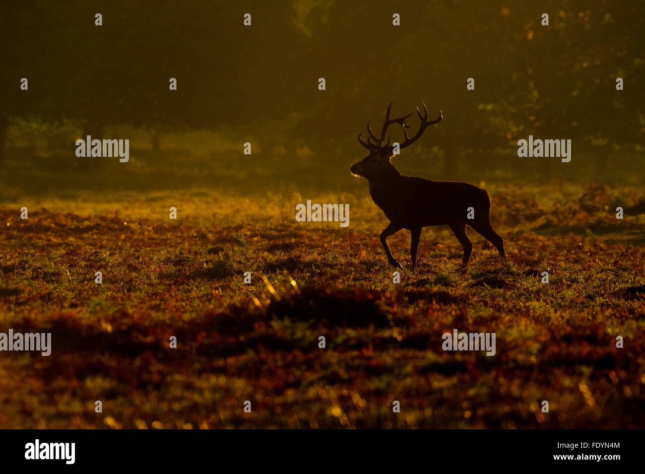 Red Deer (Cervus elaphus) stag en lumière du matin Banque D'Images