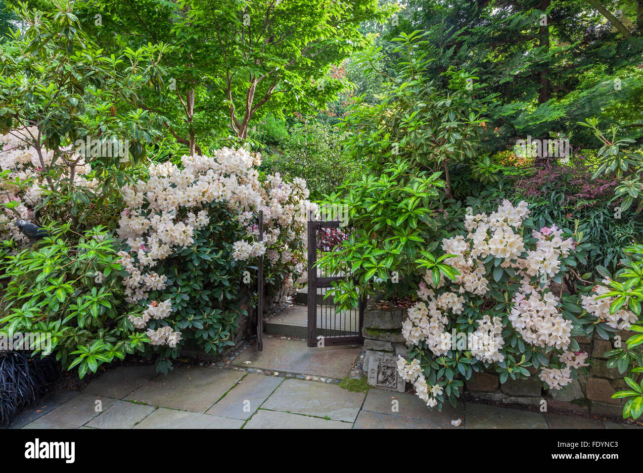 Vashon-Maury Island, WA : Rhododendrons fleurs contre une barrière en bois offrent aux visiteurs dans un jardin clos Banque D'Images