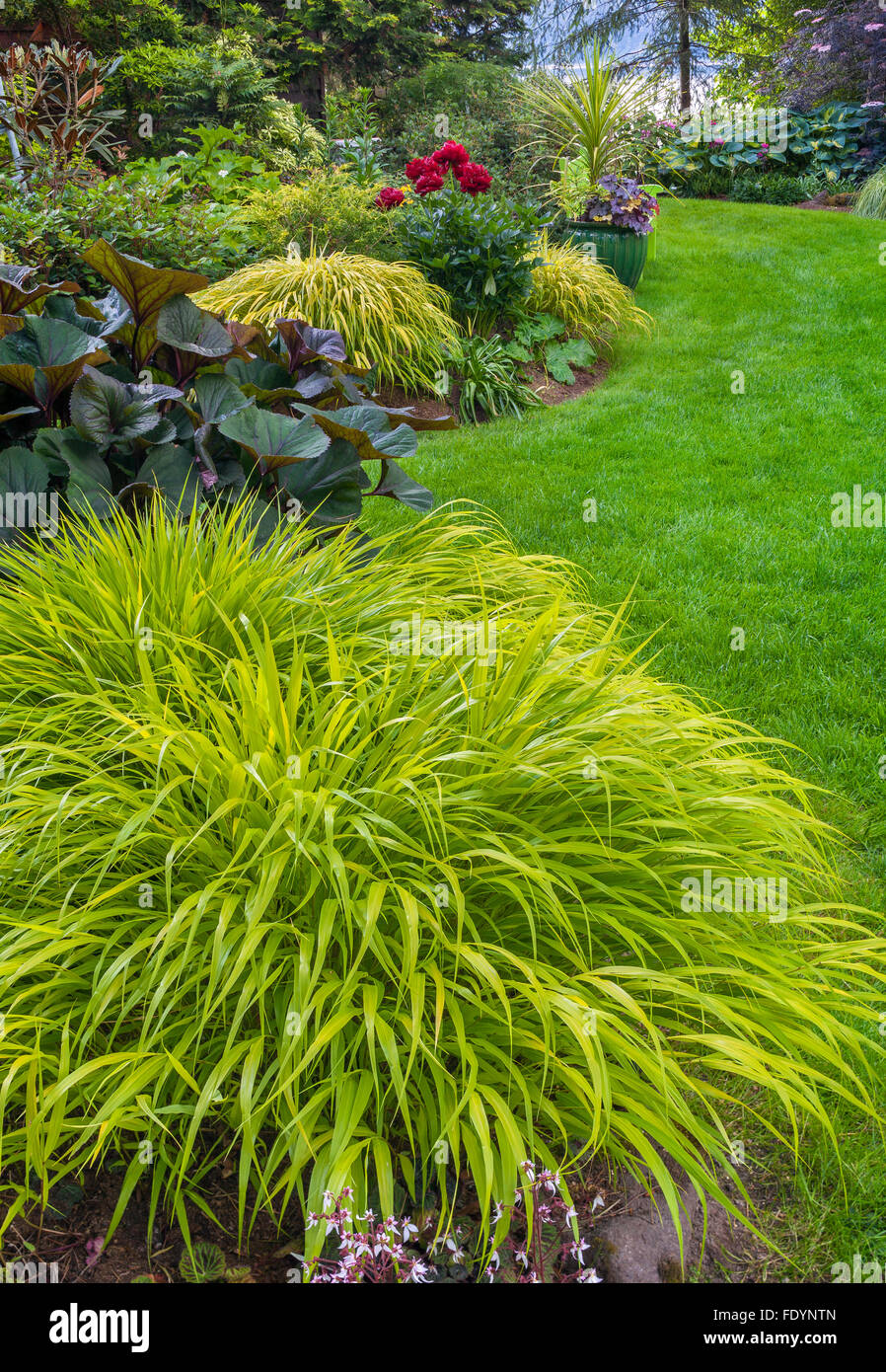 Vashon-Maury Island, WA : herbe forêt japonais (Hakonechloa macra 'All Gold') dans un jardin d'ombre avec pivoine rouge, ligulaire Banque D'Images