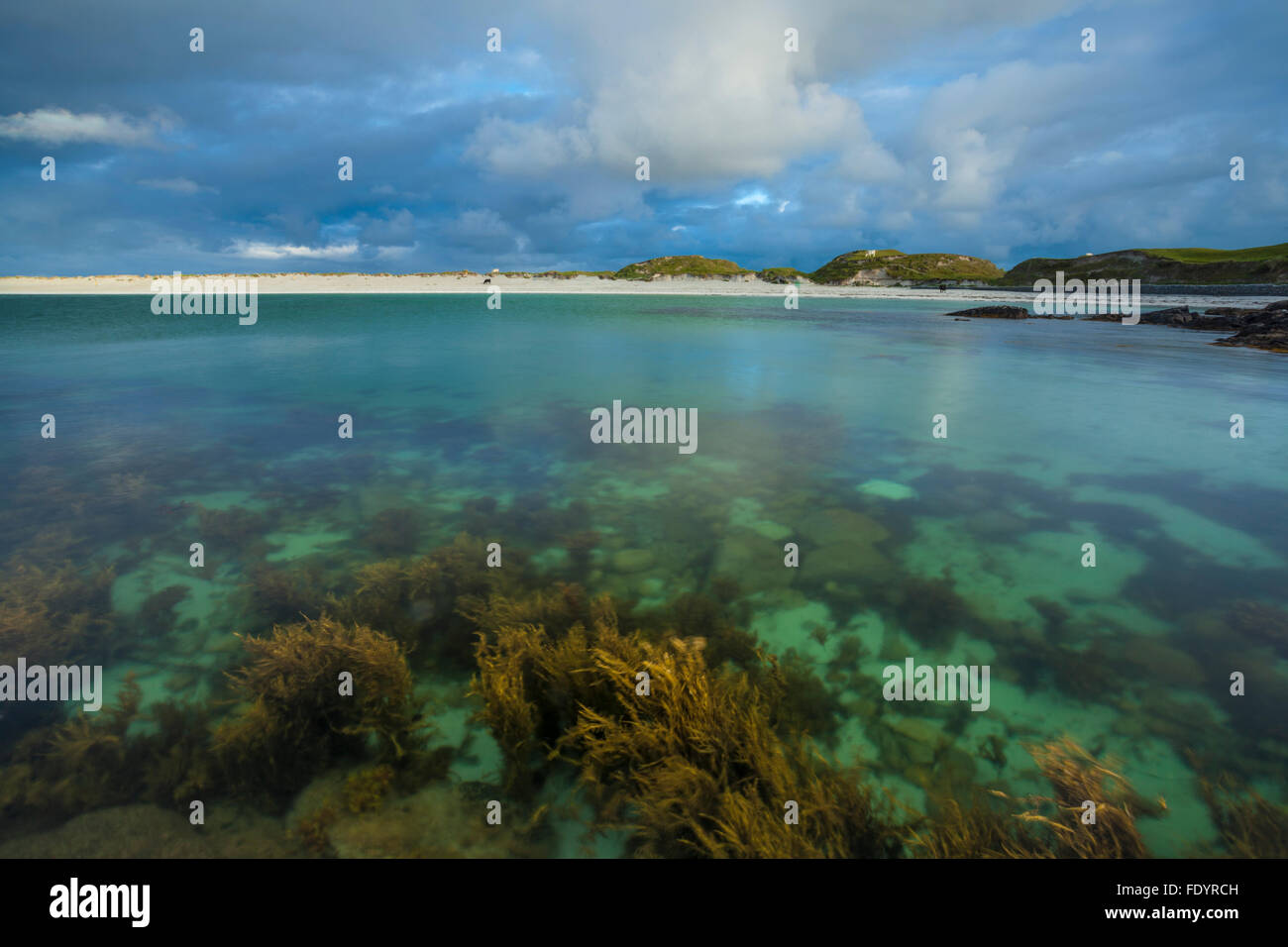 Jardin sous-marin à Dog's Bay, Connemara, comté de Galway, Irlande. Banque D'Images