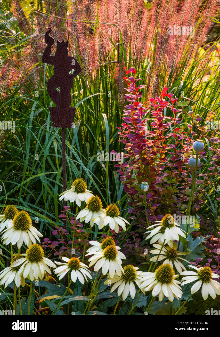 Vashon-Maury Island, WA : jardin de vivaces d'été doté d' Echinacea 'Cheyenne Spirit', 'Orange' de l'épine-vinette, Pennisetum Banque D'Images