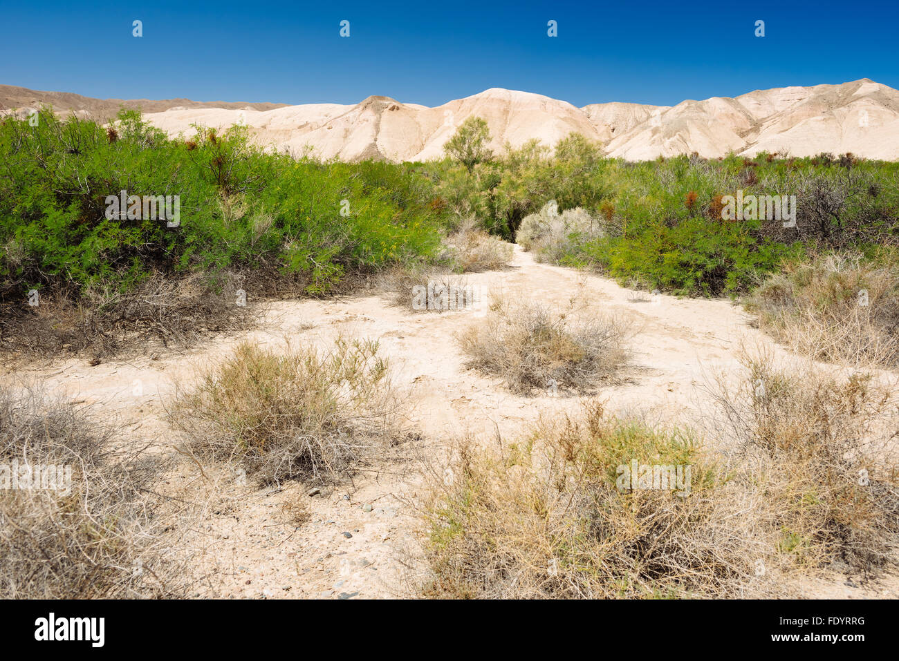 Paysage désertique le long de la rivière Amargosa sentier près de Tecopa, California Banque D'Images