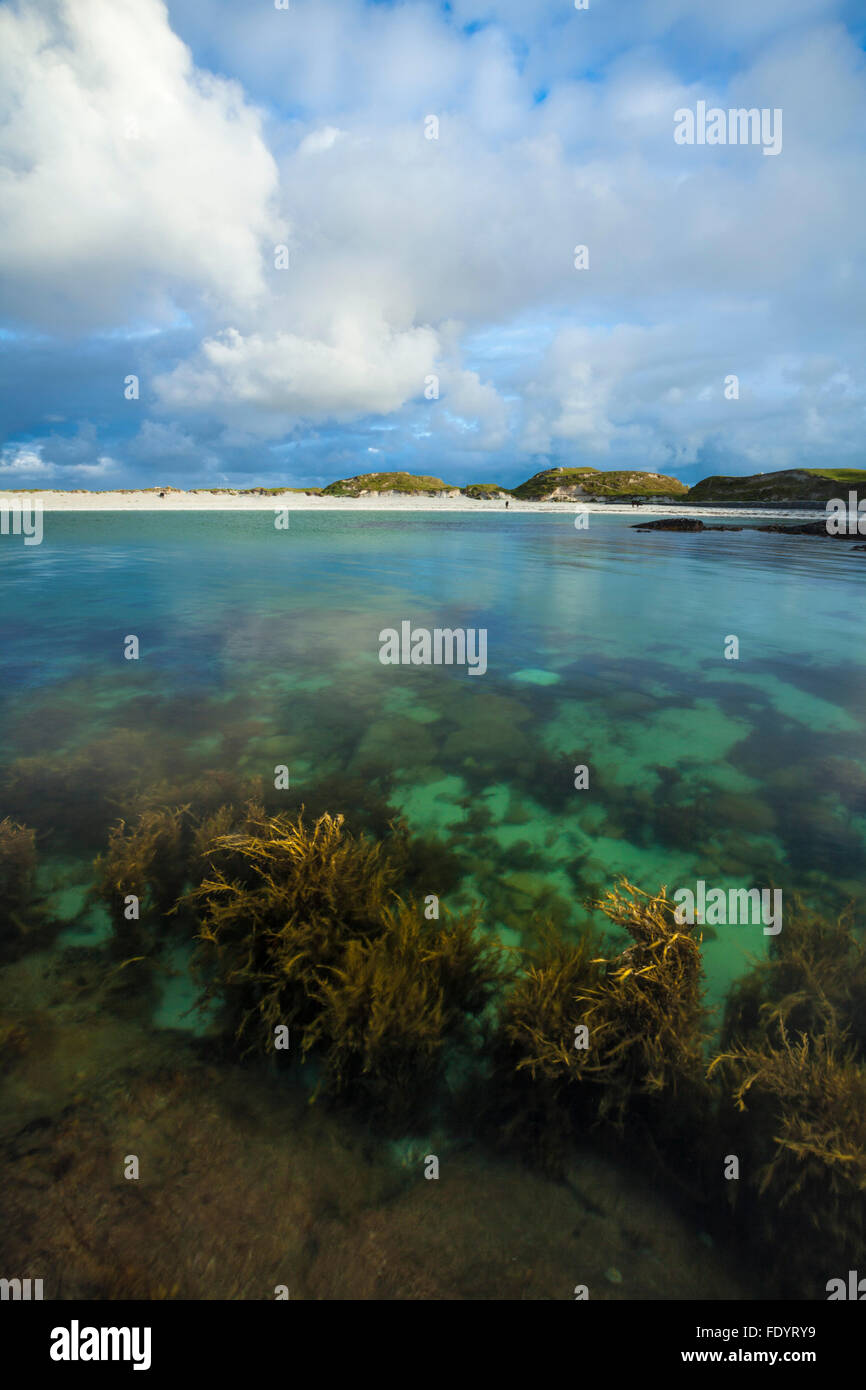 Jardin sous-marin à Dog's Bay, Connemara, comté de Galway, Irlande. Banque D'Images