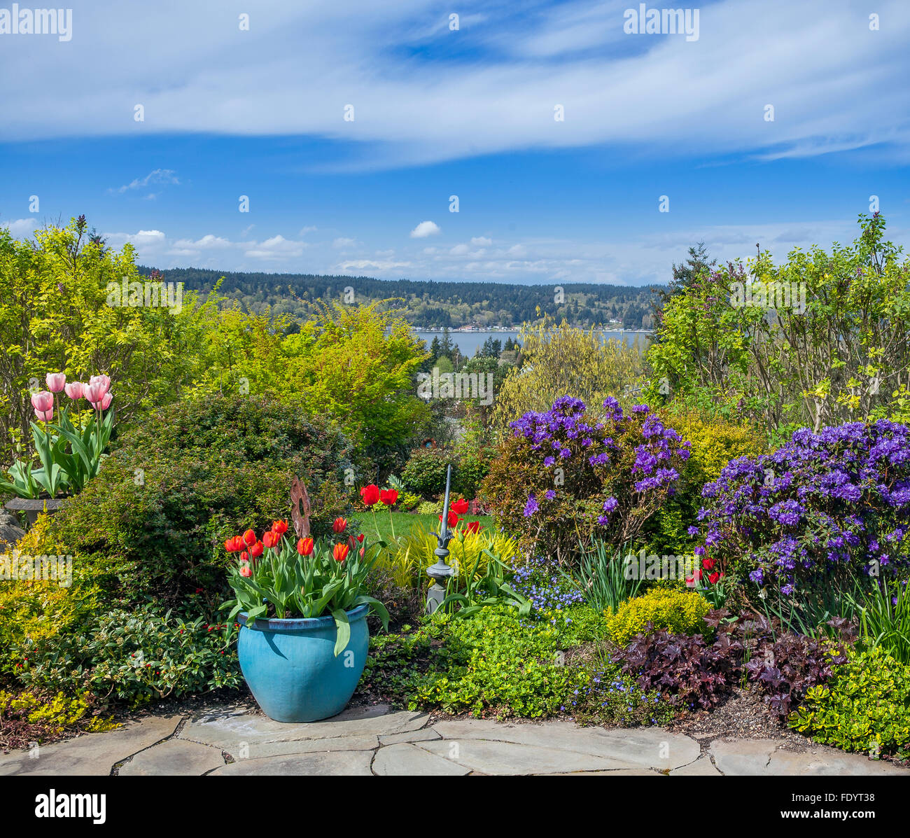 Vashon-Maury Island, WA : patio dallé pots colorés avec des tulipes bordée de lits de jardin vivaces sur un ciel bleu dans la journée Banque D'Images