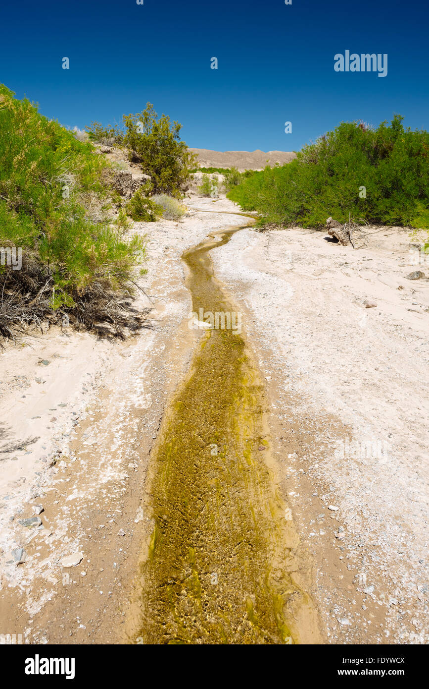 Paysage désertique le long de la rivière Amargosa sentier près de Tecopa, California Banque D'Images