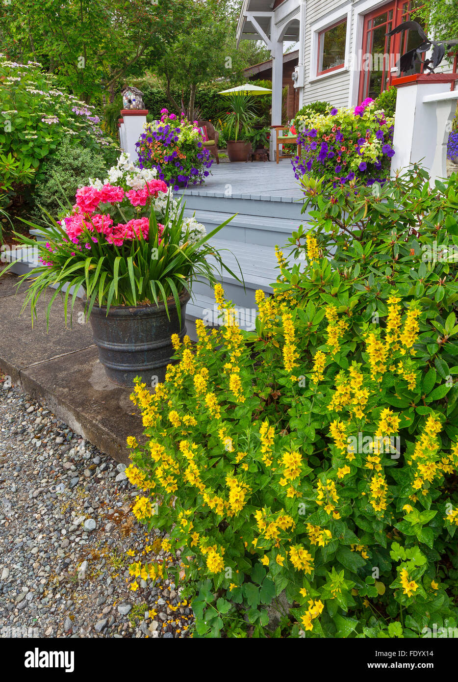 Vashon-Maury Island, WA : pots colorés à la base des étapes pour maison et Chalet jardin Banque D'Images