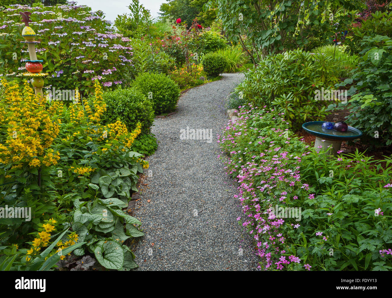Vashon-Maury Island, WA : sentier de gravier dans un chalet d'été avec géraniums ; salicaire ; hortensias et brunnera Banque D'Images