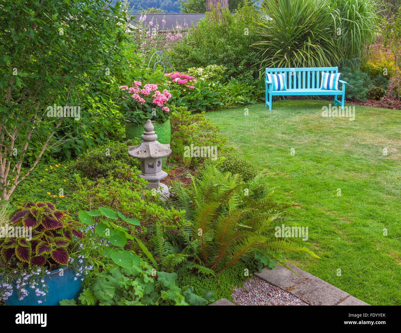 Vashon-Maury Island, WA : banc bleu vif dans un cottage jardin avec géraniums rose vif, coléus, fougères, les capucines Banque D'Images