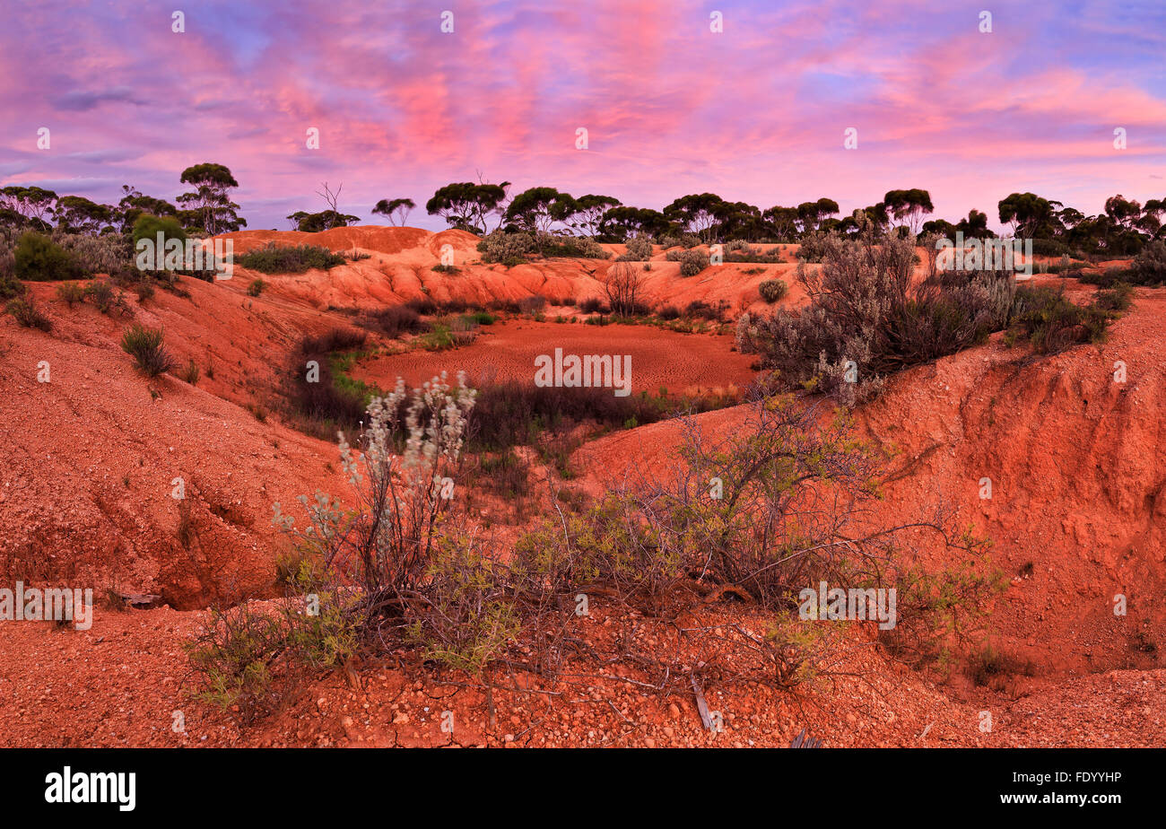 Trou d'eau séchée en terre rouge de l'outback australien entre les eucalyptus et les buissons au coucher du soleil Banque D'Images