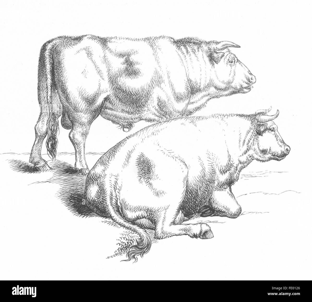 Vaches : Meadow(Bull & cow) Landseer, ancien-c1880 Banque D'Images