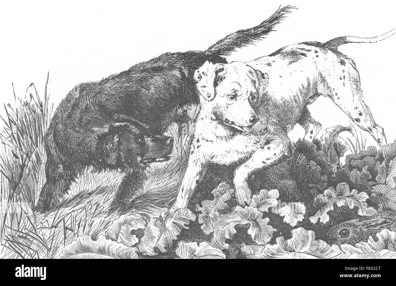 Les Chiens : Les chiens d'un bec-de-lièvre, Landseer ancien c1880 Banque D'Images