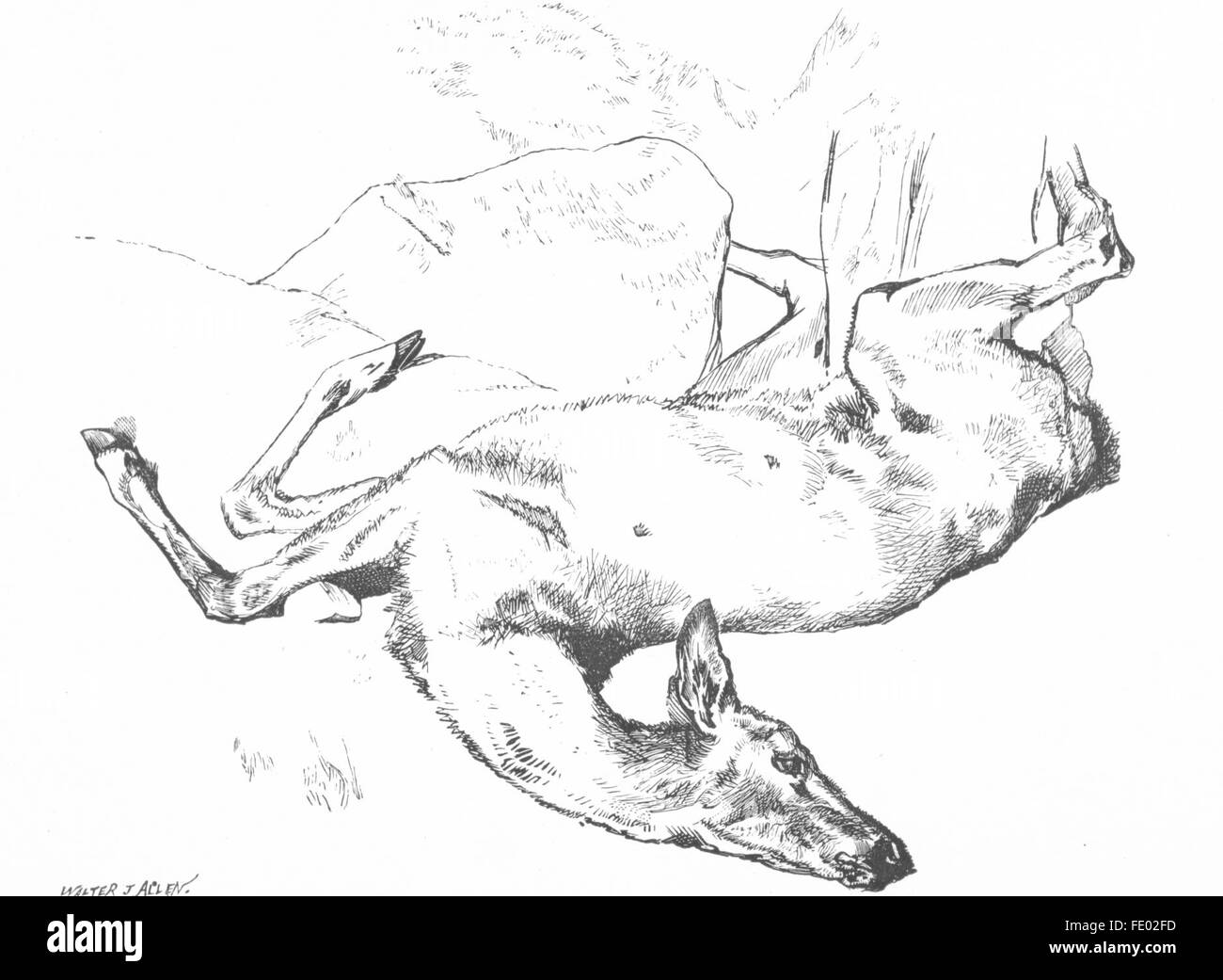Un Hind-Landseer : cerfs morts, antique print c1880 Banque D'Images