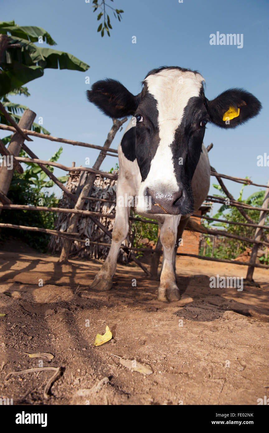 Vache noire et blanche accueil stylo pour le contenir, en Ouganda. Banque D'Images