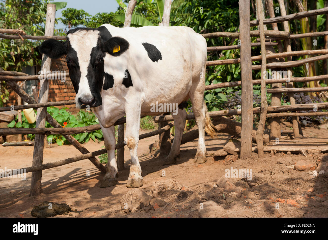 Vache noire et blanche accueil stylo pour le contenir, en Ouganda. Banque D'Images