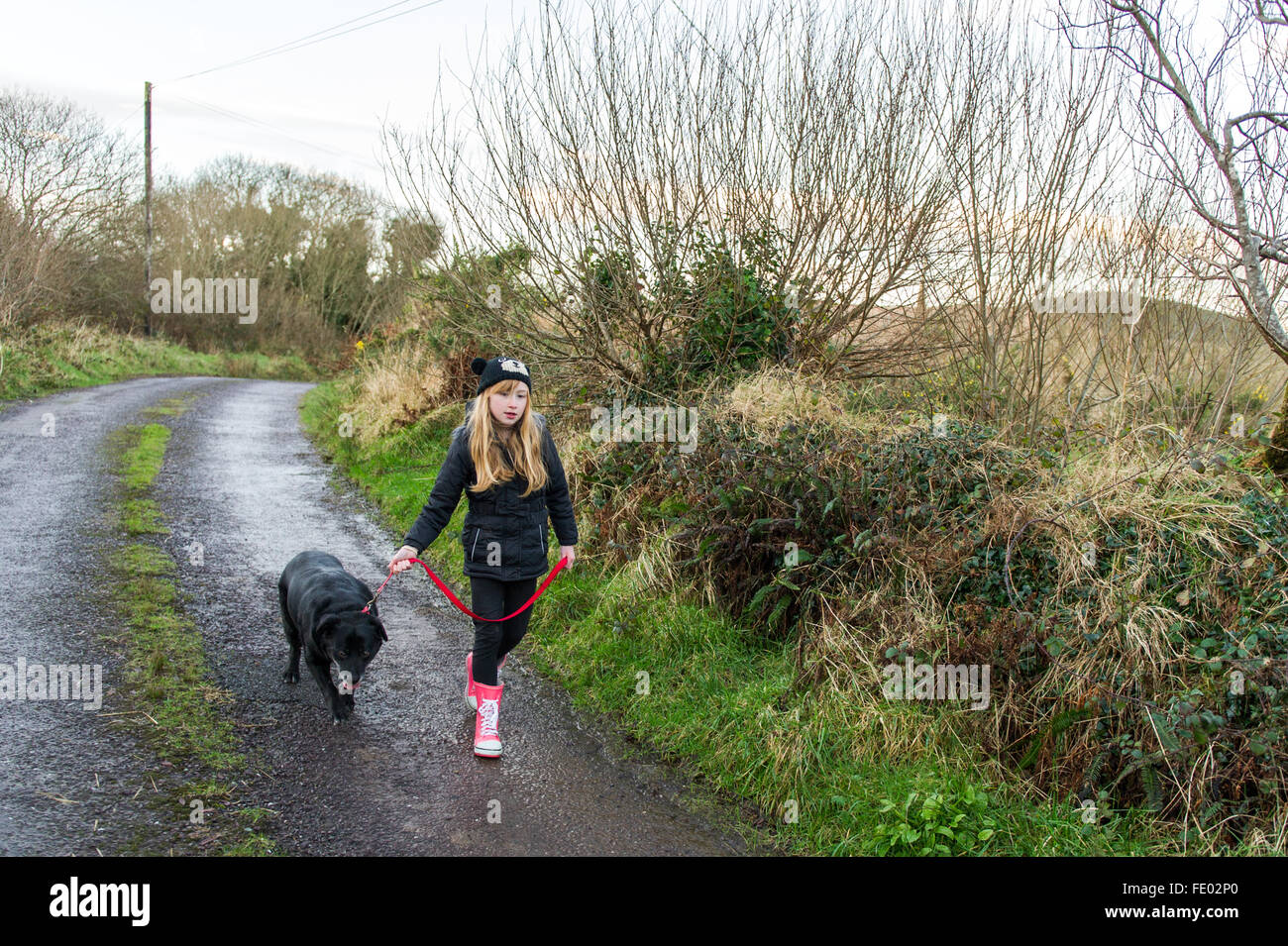 Jeune fille marche son chien vers le bas une route de campagne dans la région de Ballydehob, West Cork, Irlande. Banque D'Images