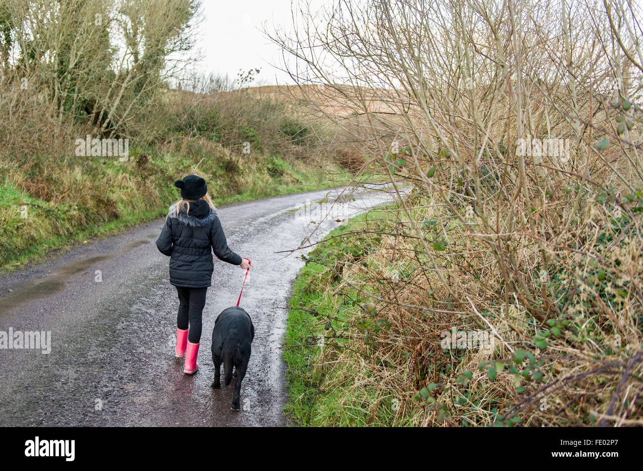 Une jeune fille marche son chien vers le bas une route de campagne dans la région de West Cork, Irlande. Banque D'Images