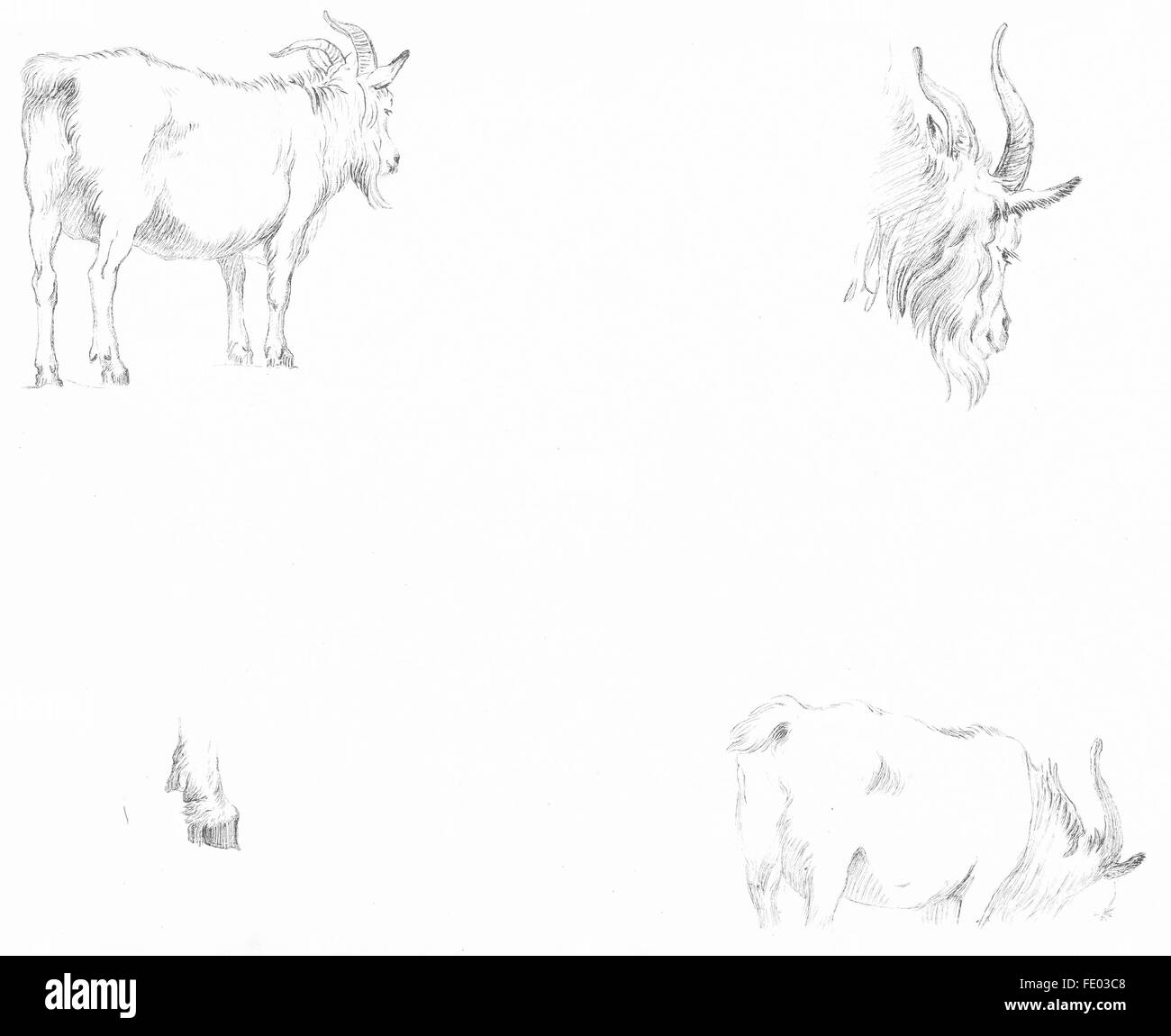 Les chèvres : Exemple 6-, Landseer ancien c1880 Banque D'Images