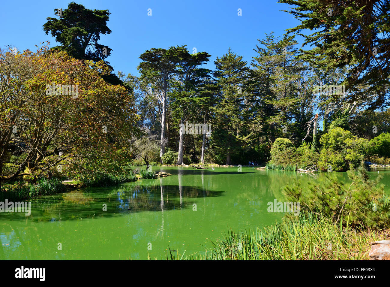 Stow Lake dans le Golden Gate Park, San Francisco, California, USA Banque D'Images